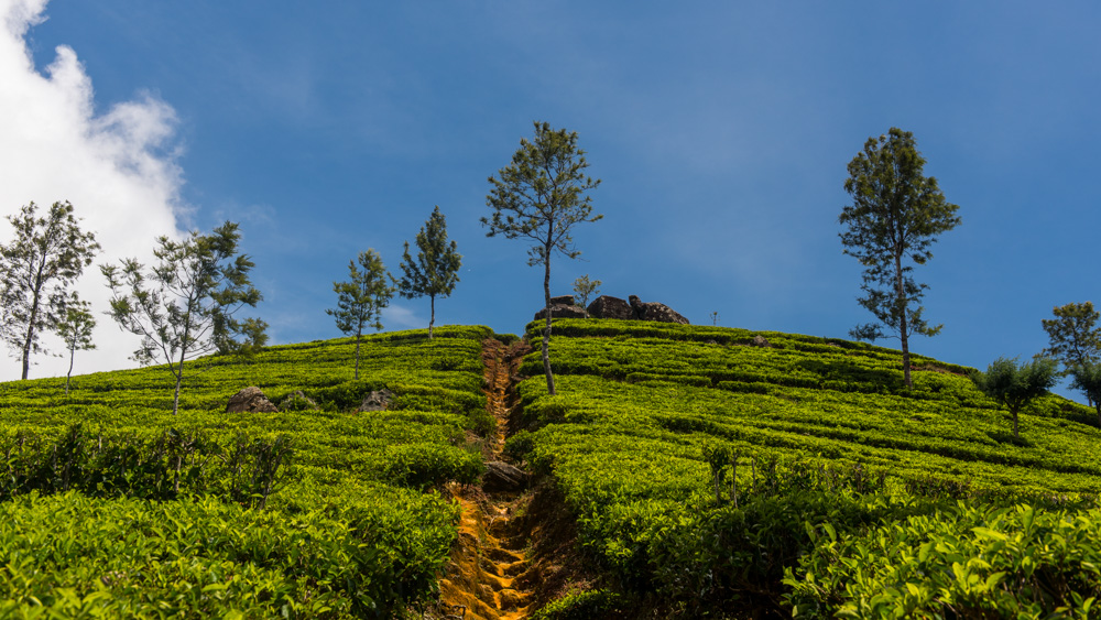 Plantacje herbaty Sri lanka-20