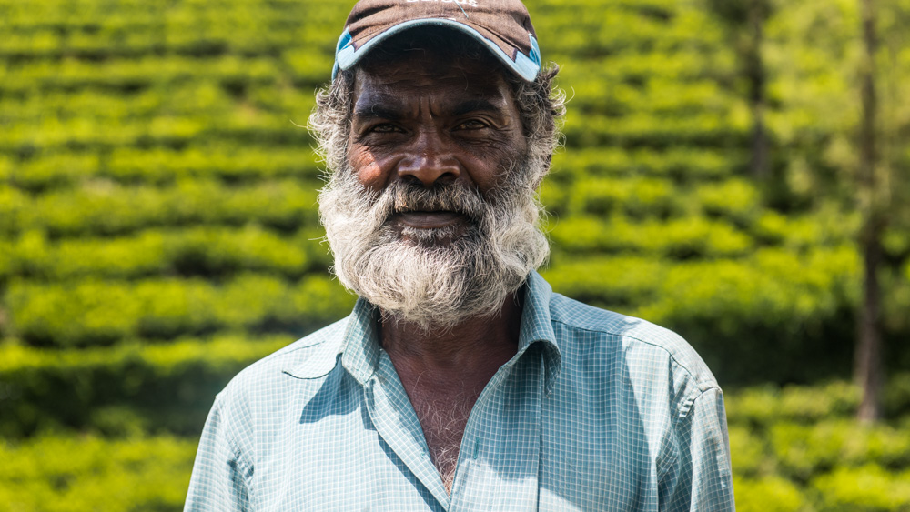 Plantacje herbaty Sri lanka-21