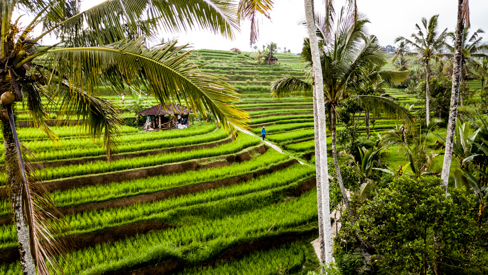 Najpiękniejsze tarasy ryżowe na Bali