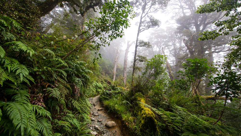 nowa zelandia co zobaczyc plan podrozy 4 tygdnie 24