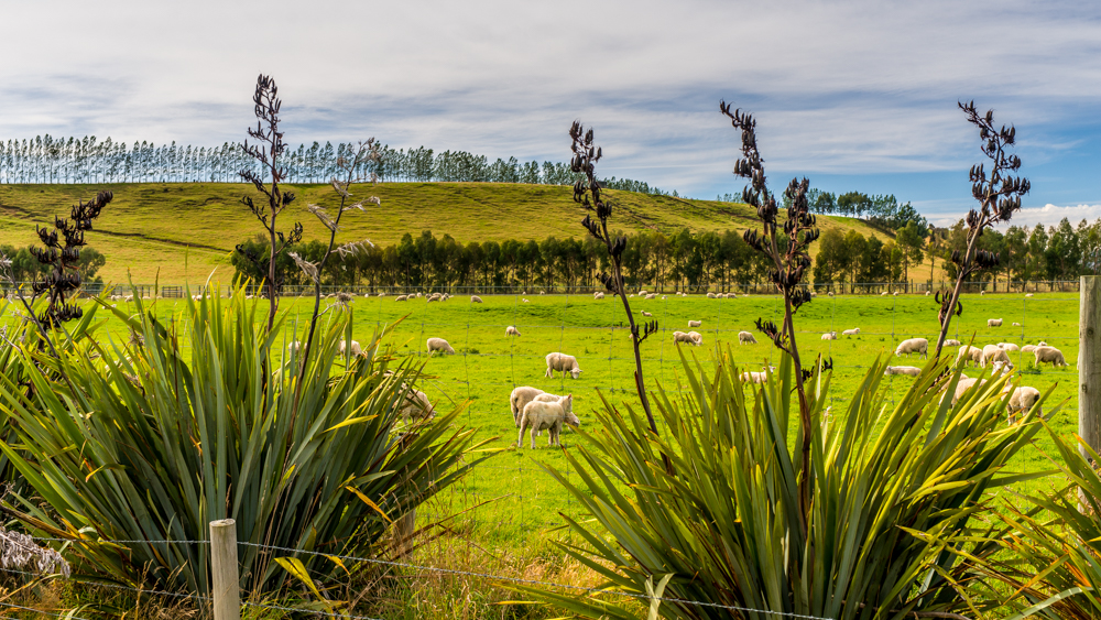 nowa zelandia co zobaczyc plan podrozy 4 tygdnie 27