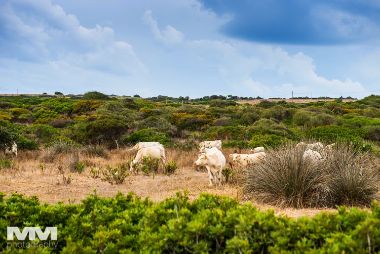 stintino costa paradiso 03