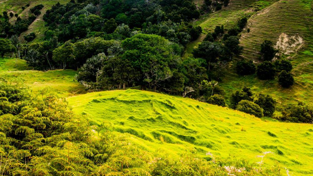 nowa-zelandia-coromandel-6