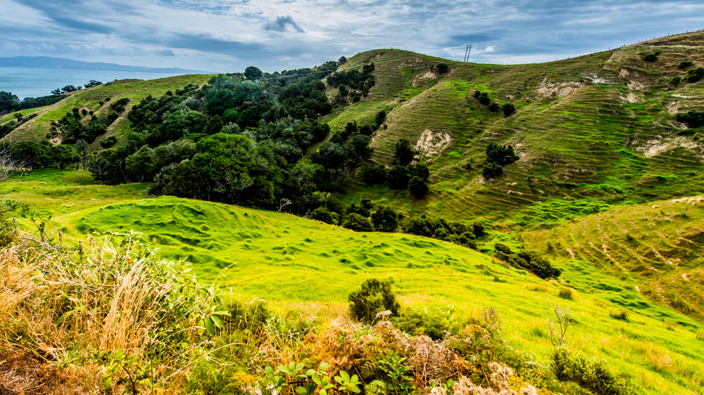 nowa-zelandia-coromandel-8