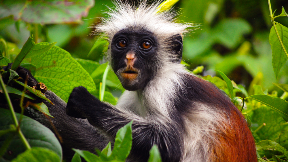 Red Colobus Monkey (Procolobus kirkii) in Jozani Forest, Zanzibar, Tanzania