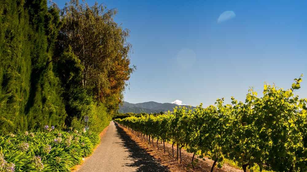 renwick-wine-by-bike-1