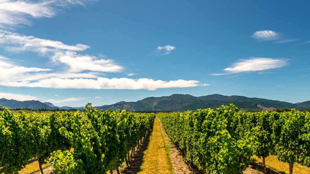 renwick-wine-by-bike-14