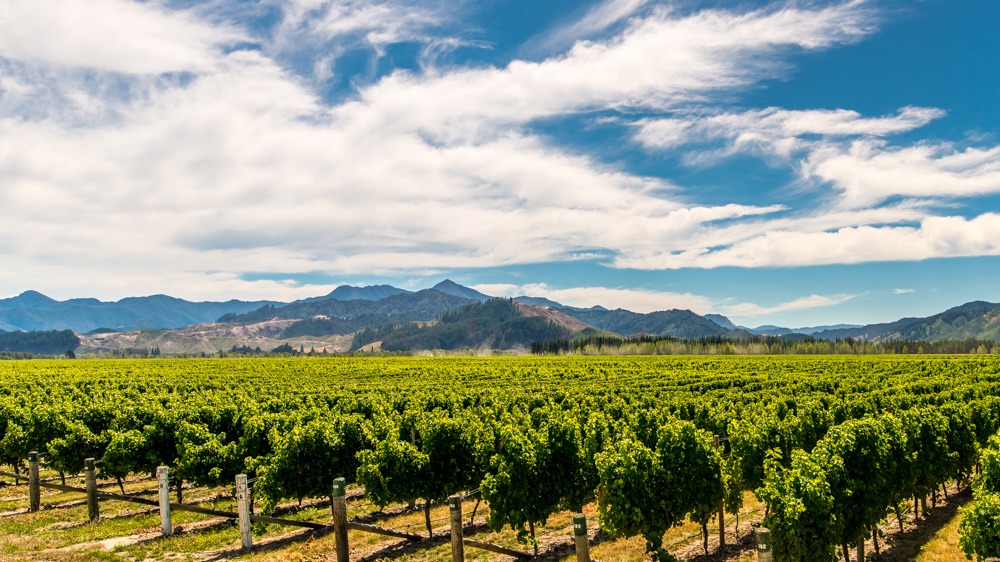 renwick-wine-by-bike-15