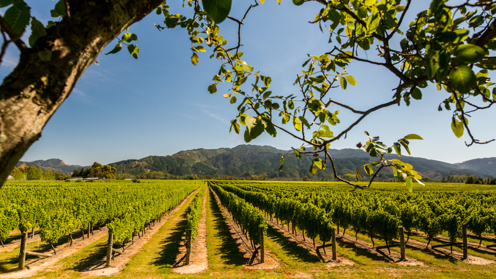 renwick-wine-by-bike-2