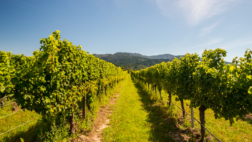 renwick-wine-by-bike-4