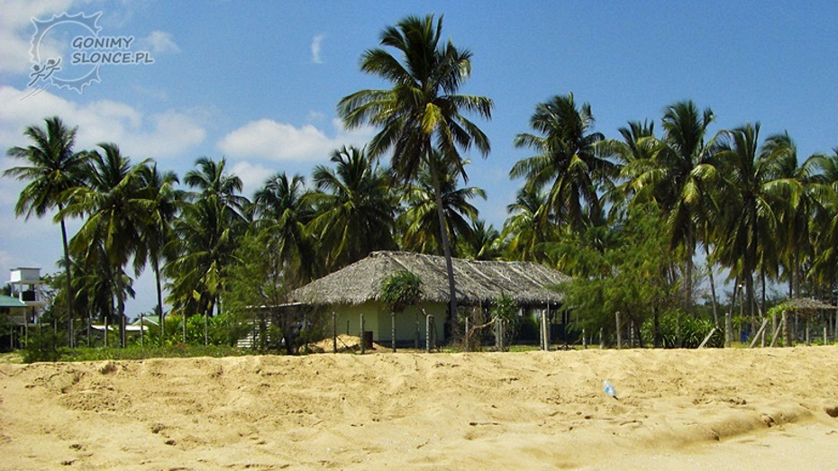 Gonimy slonce Sri lanka