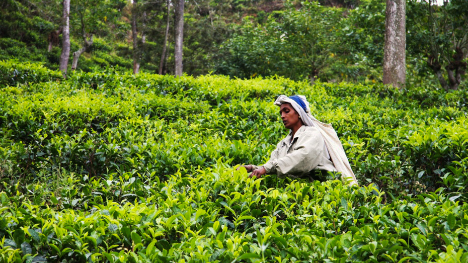 kropki na mapie sri lanka