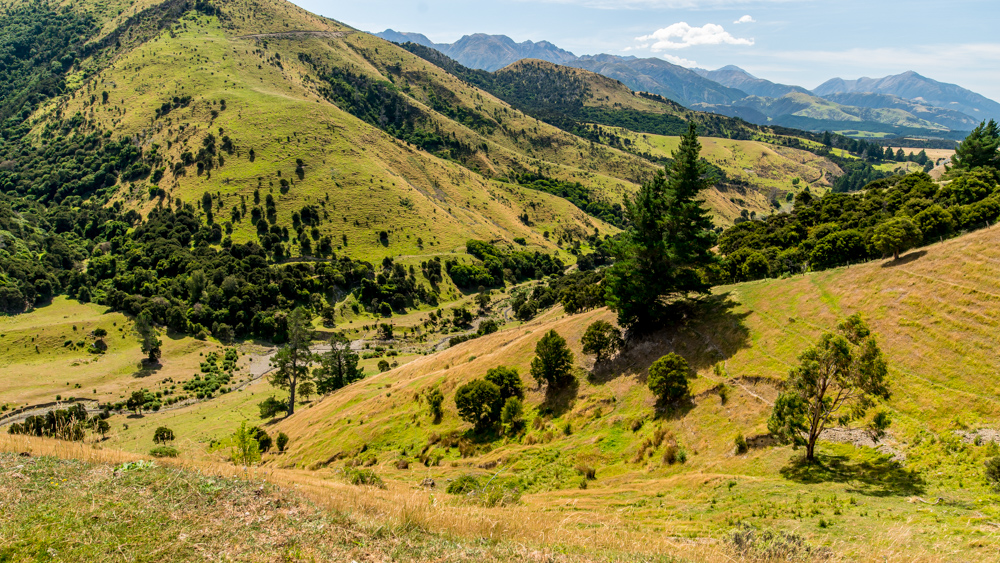 Nowa Zelandia Akaroa-27