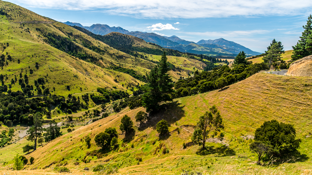 Nowa Zelandia Akaroa-28