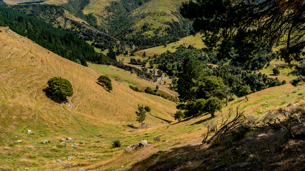 Nowa Zelandia Akaroa-29