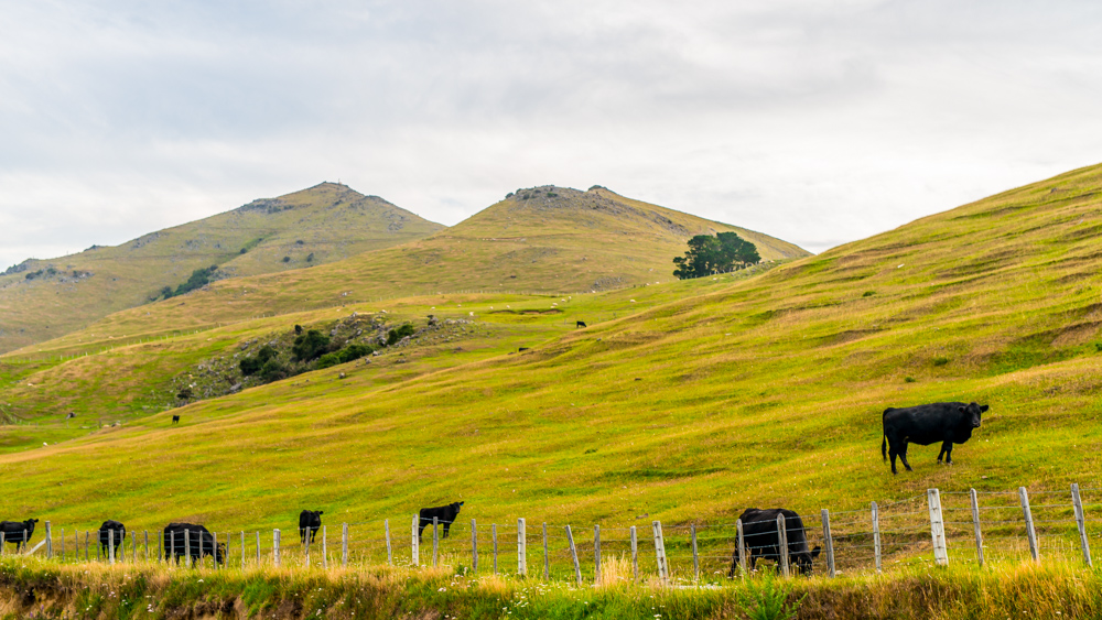 Nowa Zelandia Akaroa-36