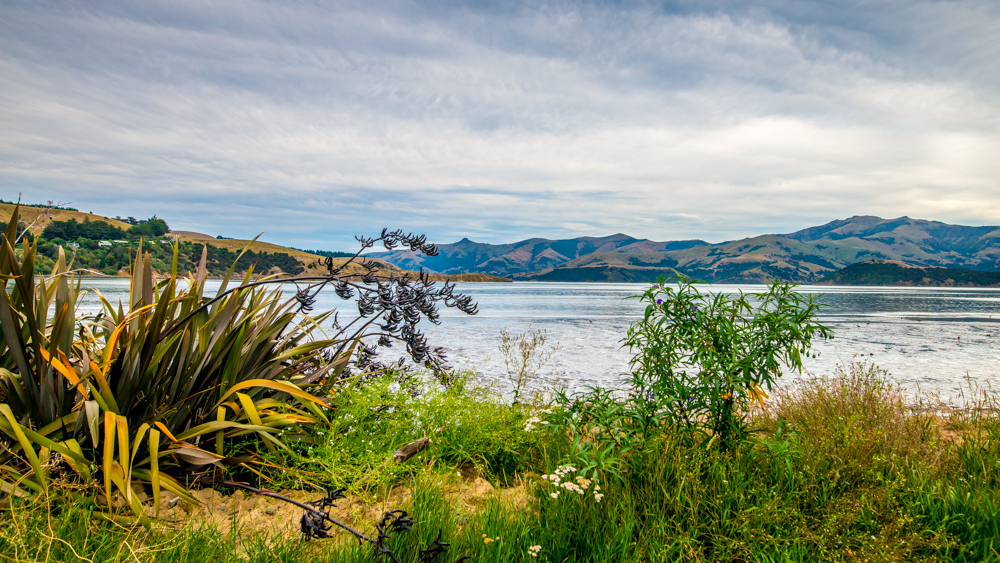 Nowa Zelandia Akaroa-4