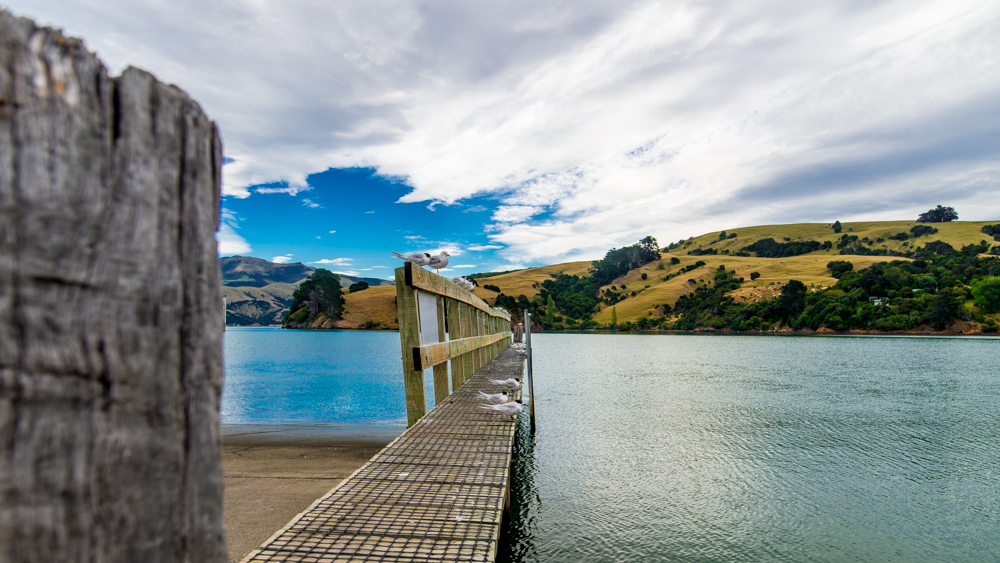 Nowa Zelandia Akaroa-6