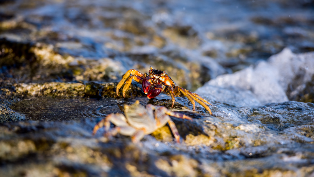 Malediwy Nilandhoo-13