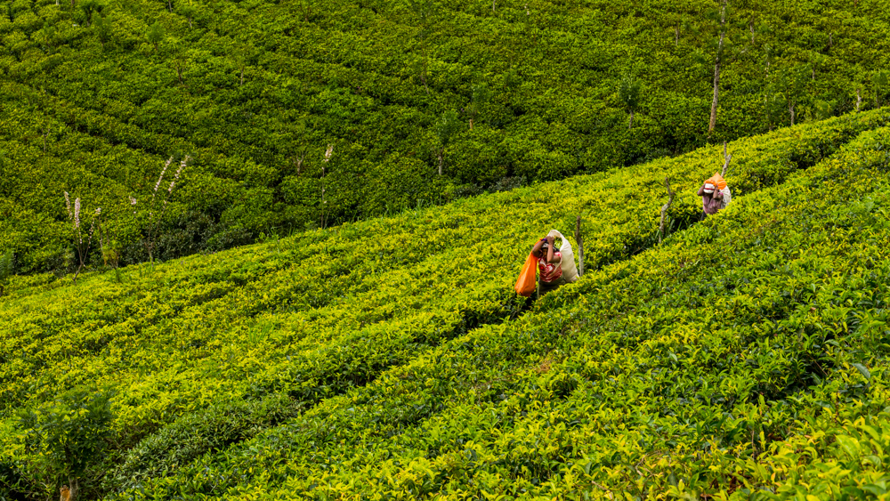 Sri Lanka Sembuwatte Lake-13