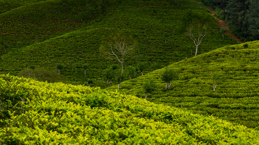 Sri Lanka najpiekniejsze miejsca-4