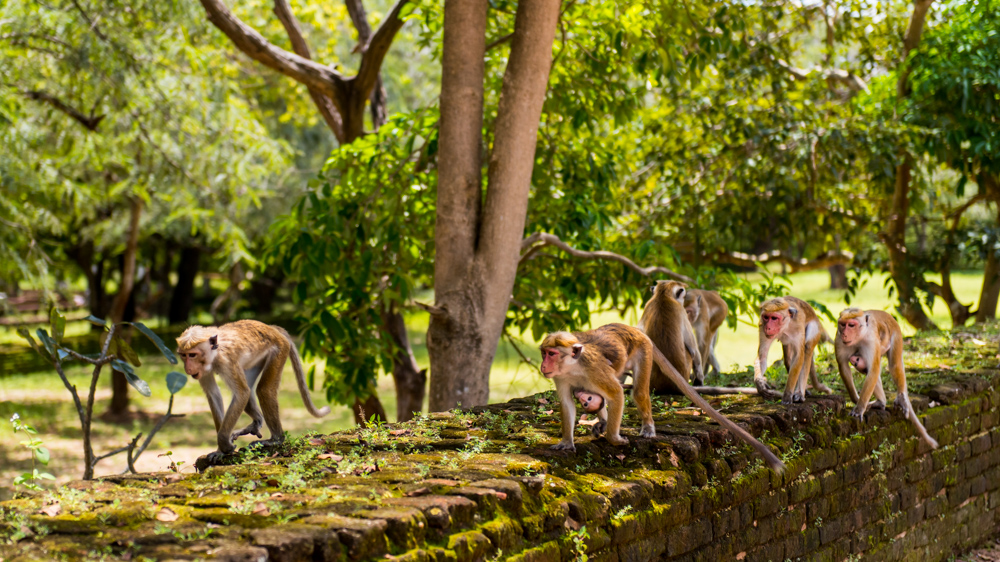 Sri lanka Polonnaruwa-17