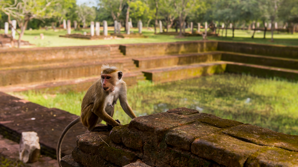 Sri lanka Polonnaruwa-29