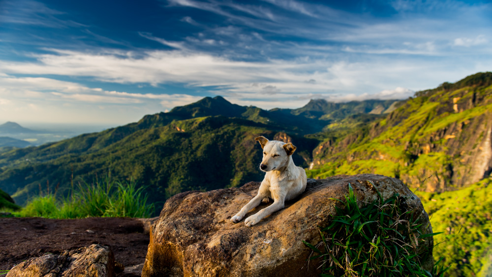 Adams Peak Ella - Sri Lanka-12