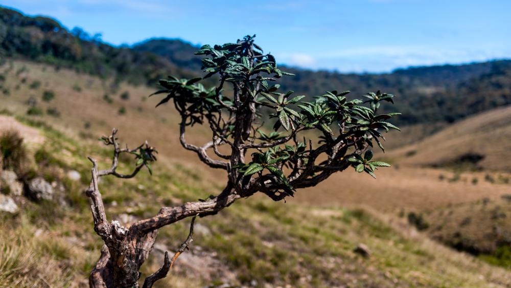 Horton Plains-23