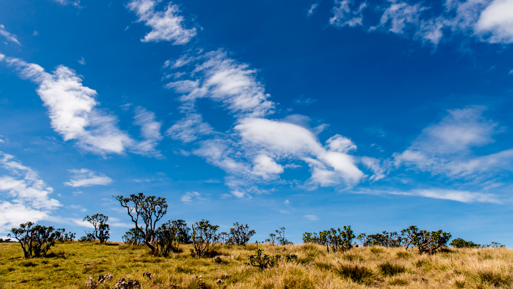 Horton Plains-26