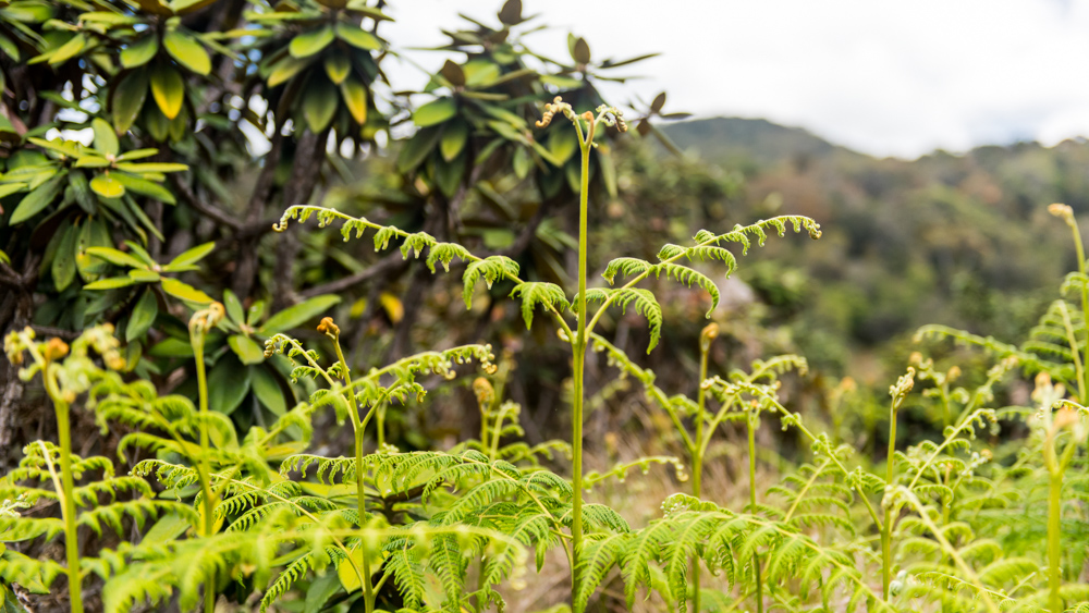 Horton Plains-34