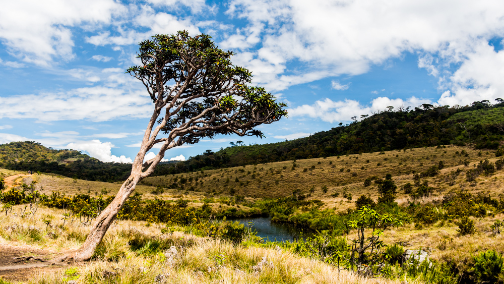 Horton Plains-36