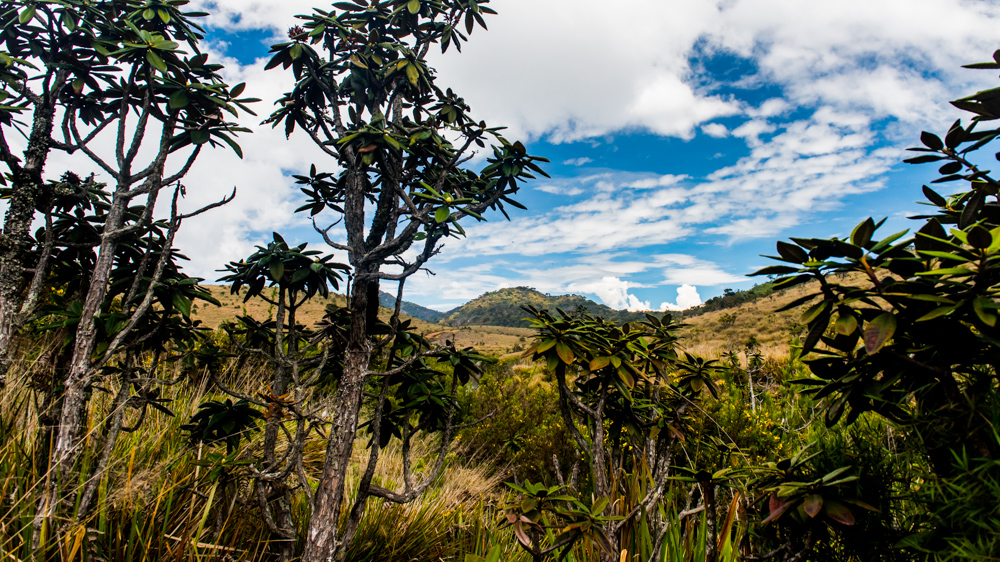 Horton Plains-38