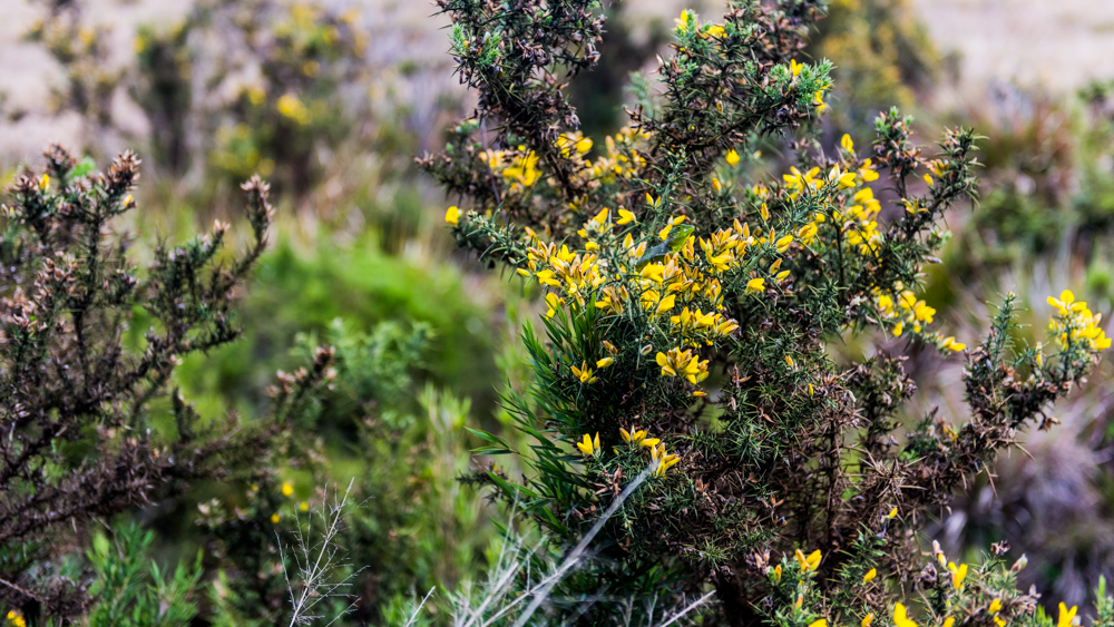 Horton Plains-39