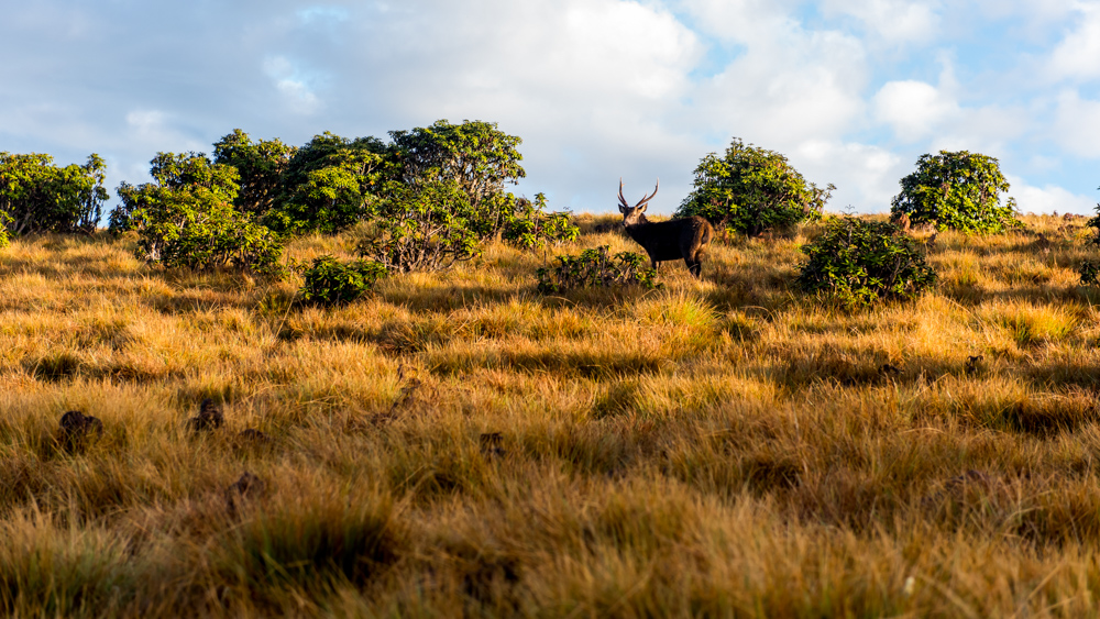 Horton Plains-8