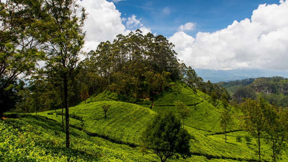 Plantacje herbaty Sri lanka-10