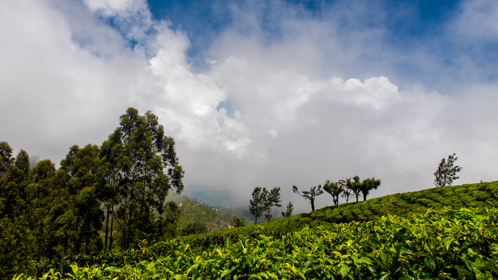 Plantacje herbaty Sri lanka-16