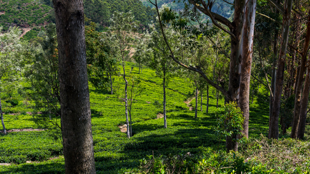 Plantacje herbaty Sri lanka-19