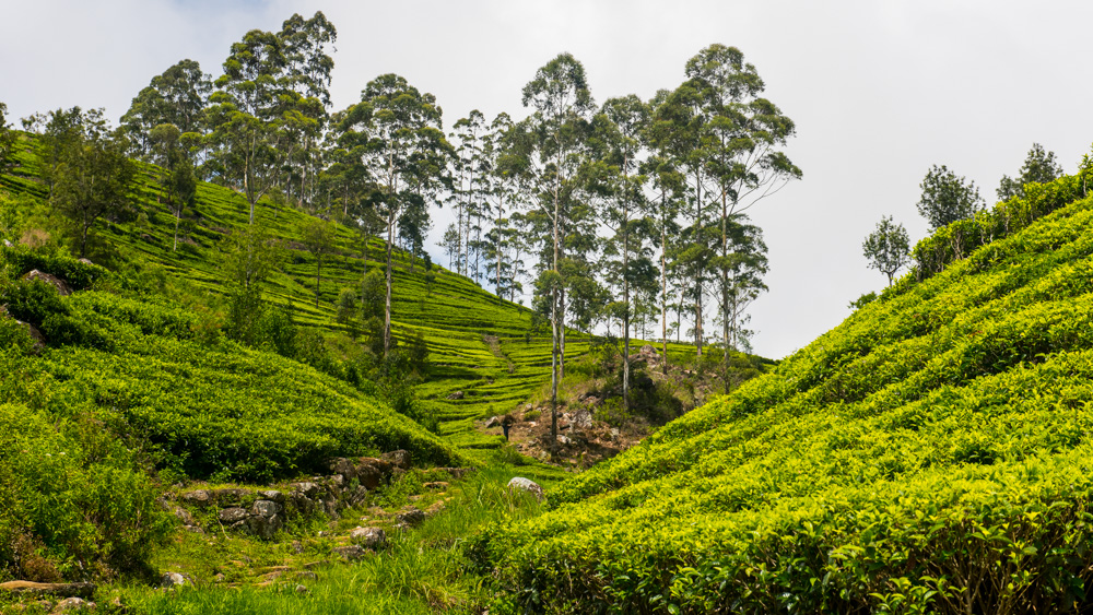 Plantacje herbaty Sri lanka-23