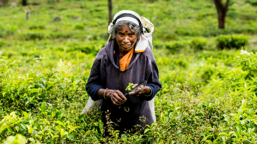 Plantacje herbaty Sri lanka-37