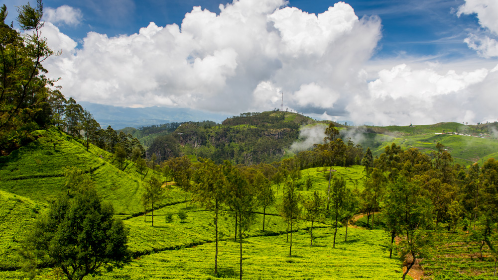 Plantacje herbaty Sri lanka-9