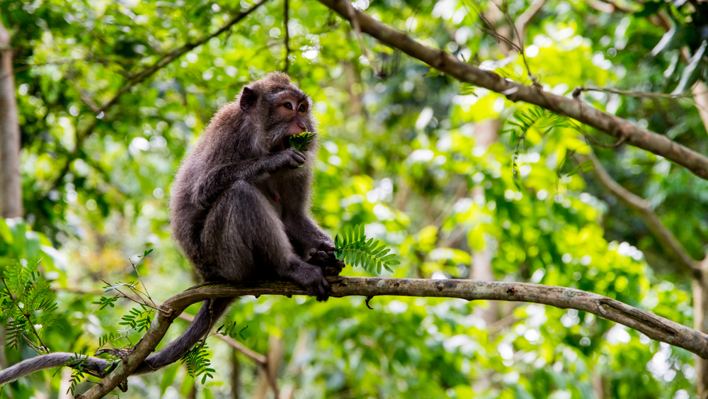 Ubud Moneky Forest-1