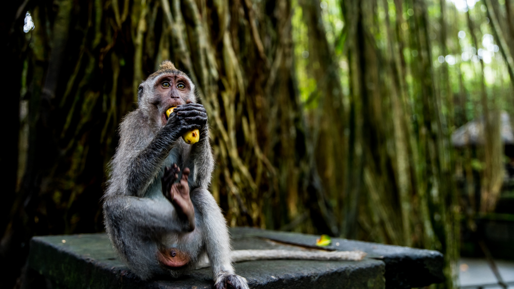 Ubud Moneky Forest-17