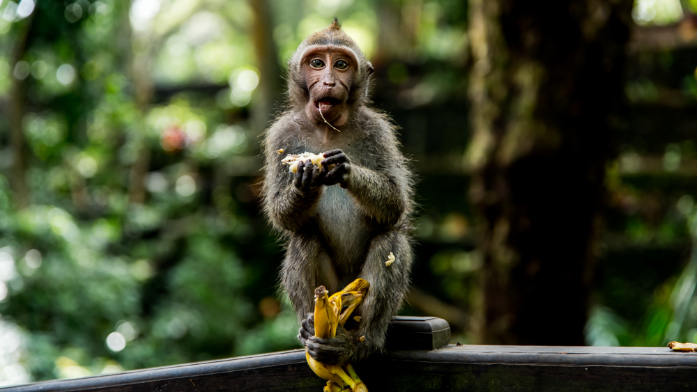 Ubud Moneky Forest-18