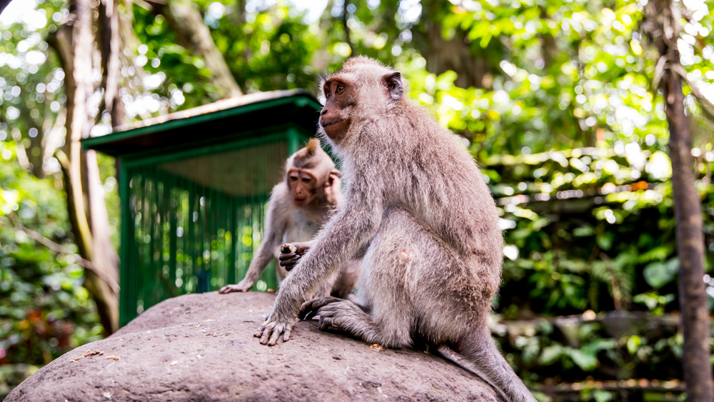 Ubud Moneky Forest-2