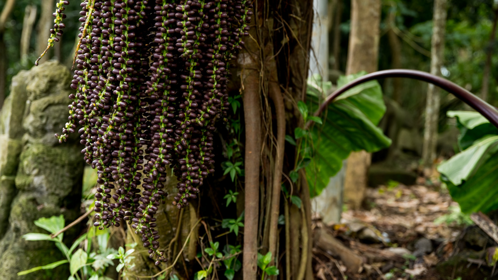 Ubud Moneky Forest-22