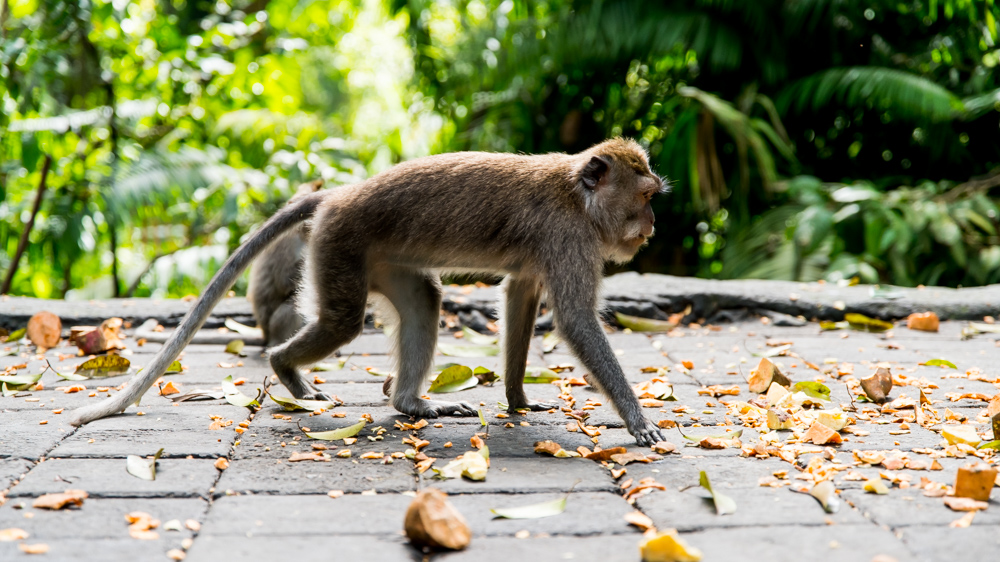 Ubud Moneky Forest-4