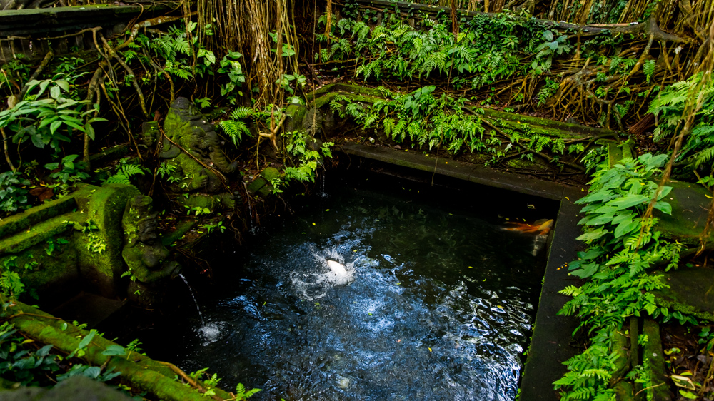 Ubud Moneky Forest-7