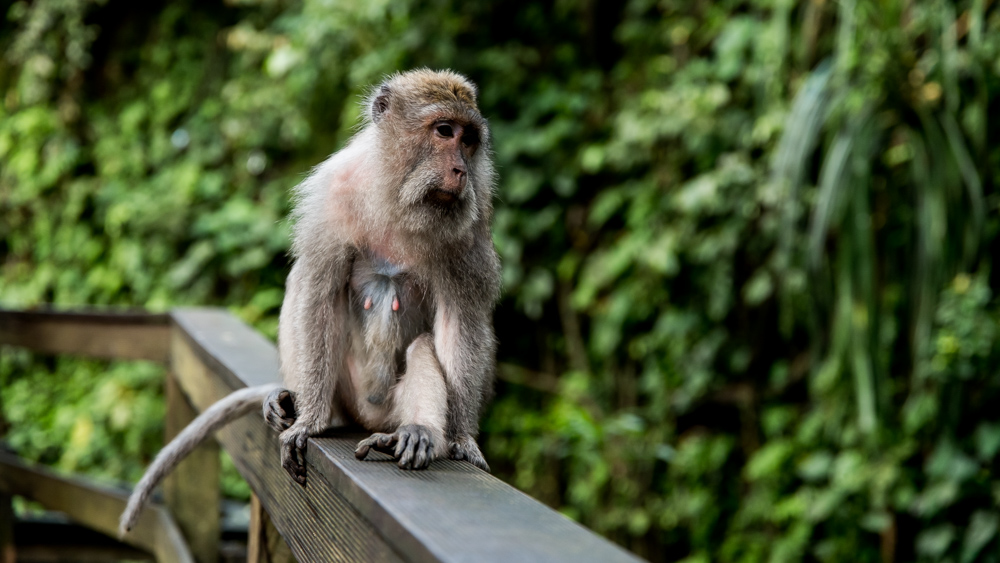 Ubud Moneky Forest-8