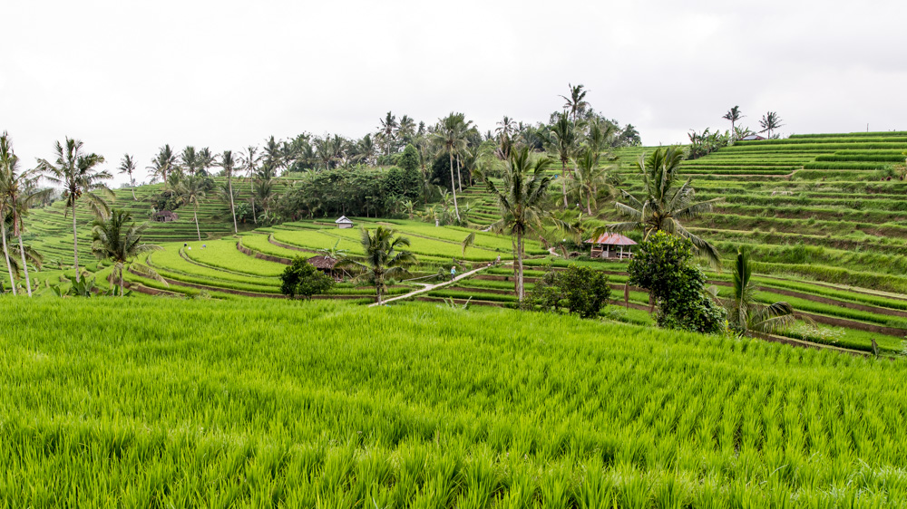 Najpiekniejsze Tarasy Ryżowe Bali-1